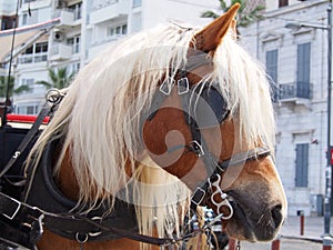 Close up of a horse from the Phateon of Alsancak photo