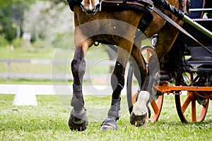 Close up of horse pulling carriage in the field