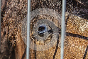 Close-up of a horse`s blue eye