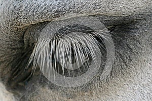 Close up of horse`s closed eye