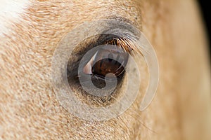 Close-up of a horse`s eye with a deep look, competition aniaml