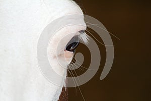 Close-up of a horse`s eye with a deep look, competition aniaml photo