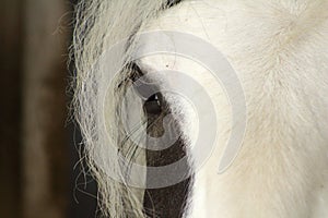 Close-up of a horse`s eye with a deep look, competition aniaml