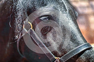 Close-up of a horse`s eye and face.