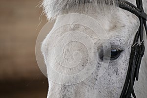 Close-up of the horse`s face