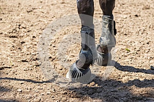 Close-up of a horse`s foot. The horse has orthosis and hoof protection on the leg