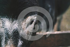 Close-up of a horse's head with black and white stripes. Beautiful animal with copy space.