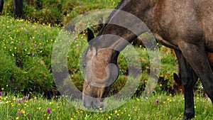 Close-up of a horse& x27;s head eating succulent grass in a mountain pasture. Side view. Green grass and colorful flowers