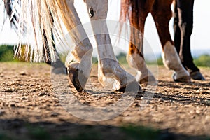 Close-up of a horse`s hind legs and hooves in resting position on a horse pasture paddock at sunset.