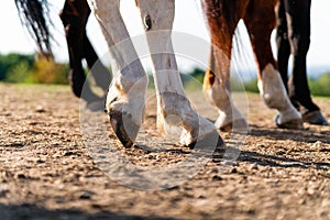 Close-up of a horse`s hind legs and hooves in resting position on a horse pasture paddock at sunset. Typical leg position.