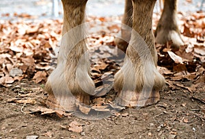 Close up of a horse`s hooves