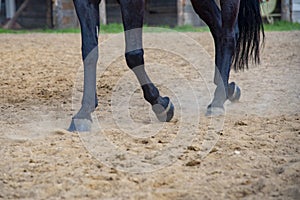 Close-up of the horse`s hooves and legs