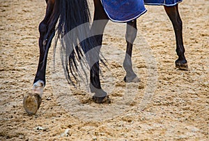 Close-up of the horse& x27;s hooves and legs .