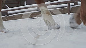Close-up of a horse's hooves and legs of a person walking next to it