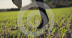 A close-up of the horse's hooves, which he raises.