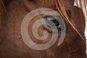 Eye of brown horse with red mane close-up