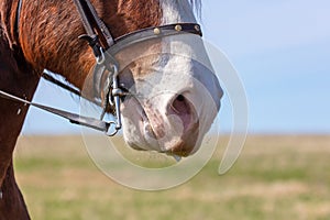 Close up of a horse& x27;s nose and bridle in a field