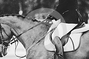 Close up of a horse on show competition in rain.