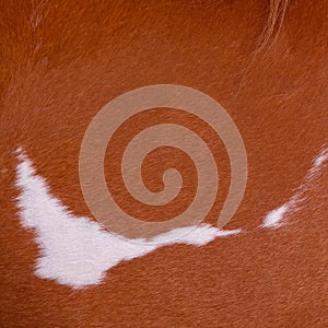 Close up horse skin concept