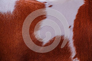 Close up horse skin concept background