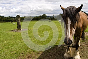 Close-up of a horse. Wicklow, Ireland.