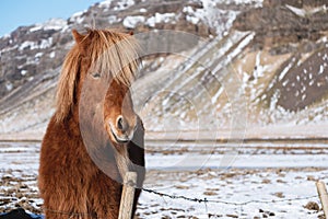 Close-up horse in winter with copy space