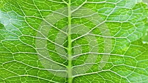 Close up on horseradish leaf