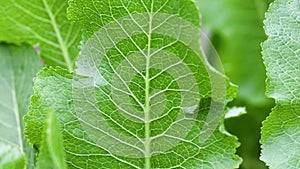 Close up on horseradish leaf