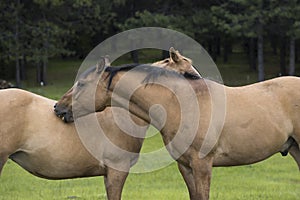 Close up of horses grooming each other