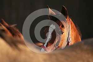 Close-up of a horses head at dusk