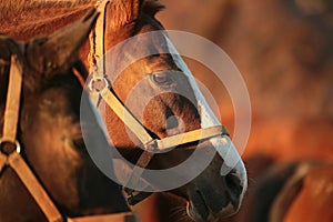 Close-up of a horses head at dusk