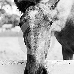 Close up of a horses snout over a white fence in grassland photo