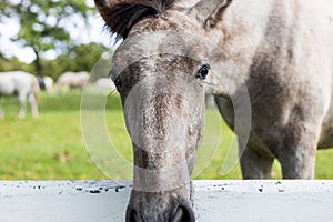 Close up of a horses snout over a white fence in grassland photo
