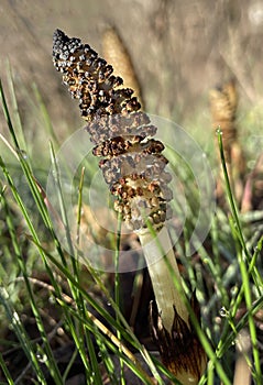 Close up, horsetail, Equisetum telmateia