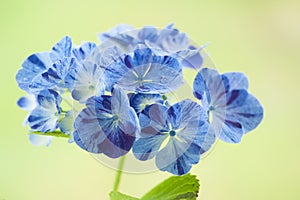 Close-up of hortensia