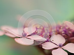 Close up hortensia flower petal