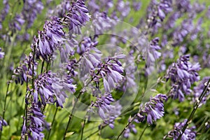 close up of Hosta capitata