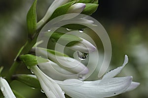 a close up of Hosta capitata blossom covered in rain drops