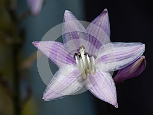 Close-up of Hosta or Funkia flower in blossom