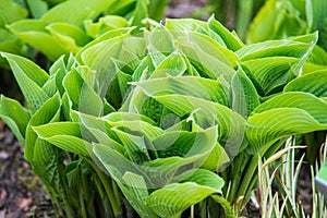 Close up on hosta sieboldiana green leafs