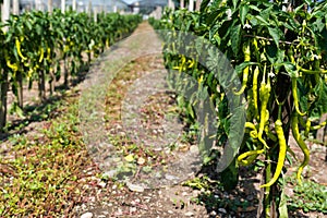 Close up of hot chili peppers growing and ripening on a large field with greenhouses behind