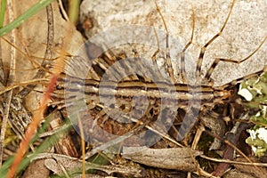 Close up of the house centipede, Scutigera coleoptrata