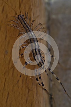The Close up of the house centipede, Scutigera coleoptrata