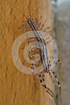 The Close up of the house centipede, Scutigera coleoptrata