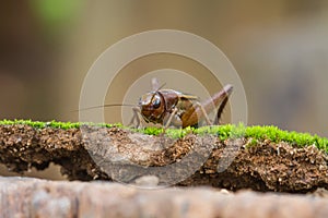 Close up House cricket Acheta domestica