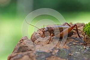 Close up House cricket Acheta domestica