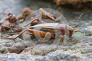 Close up House cricket Acheta domestica