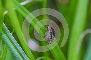 Close up House cricket Acheta domestica