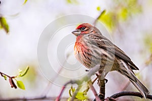 Close up of House Finch Haemorhous mexicanus perched on a tree branch; San Francisco Bay Area, California; blurred background