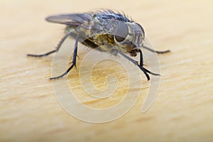 Close up of a House Fly